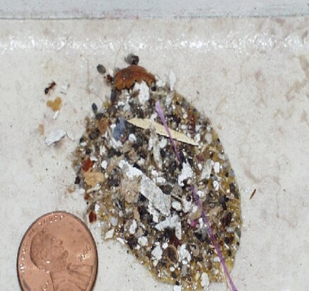 ant covering toxic aspertame food