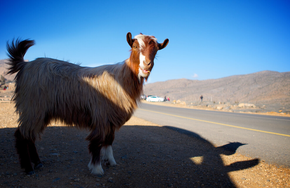 Goat on Oman street