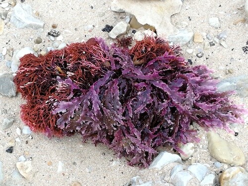 Red seaweed