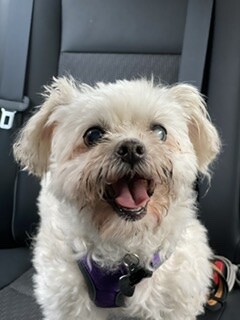 (Face of Evil) Murphy aka. Cujo