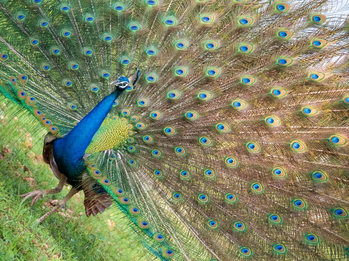 390c69bd5b86b3f256556d50ed8314bd2931452bab7504392d14f0d250996d23.jpg