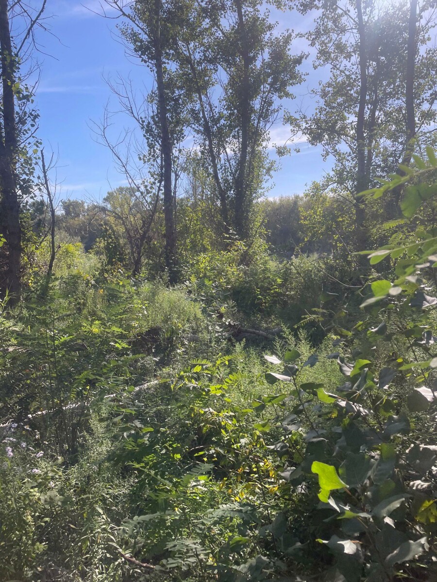 We have low water levels so we can walk to Liberty Island