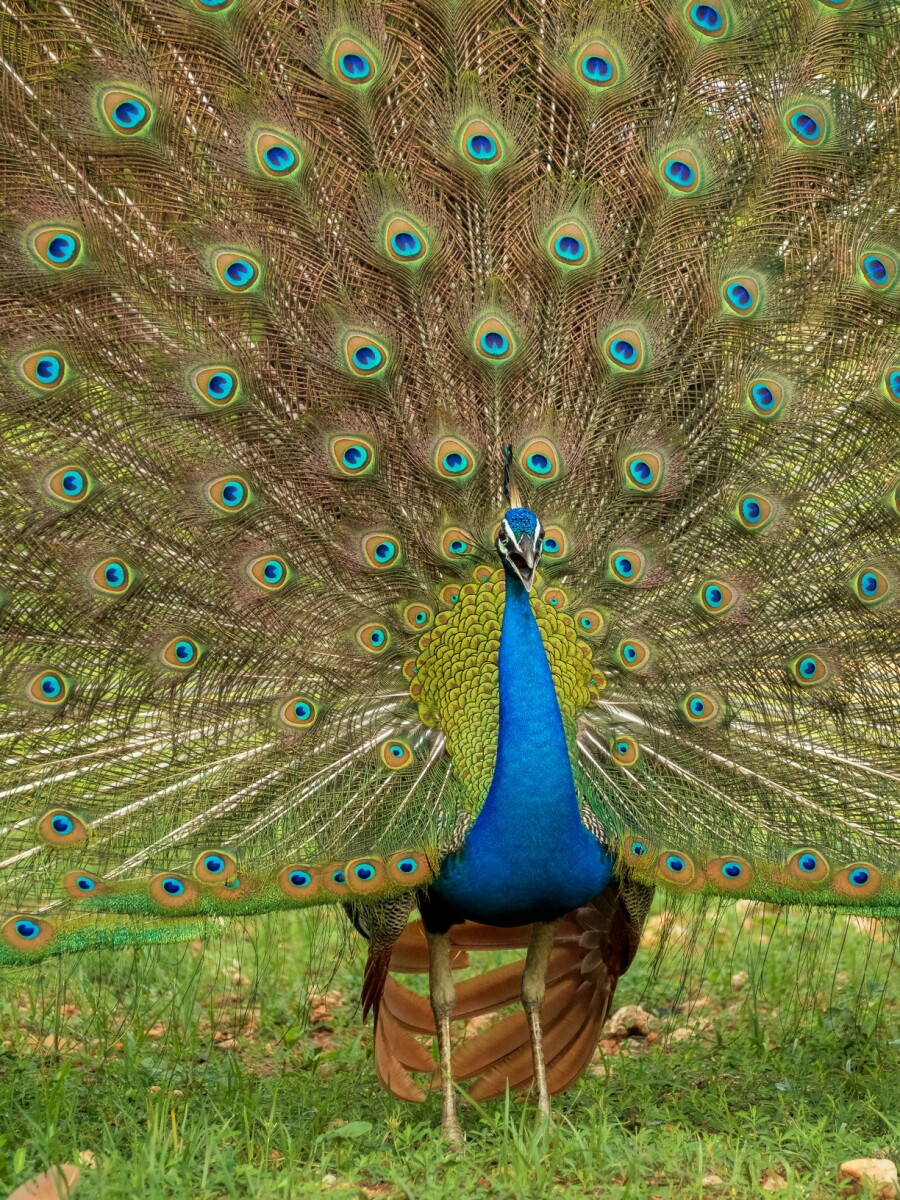80047896e0958609f624ad981155e6f458addf7e0f9fbf2fc8bcddb578698f52.jpg