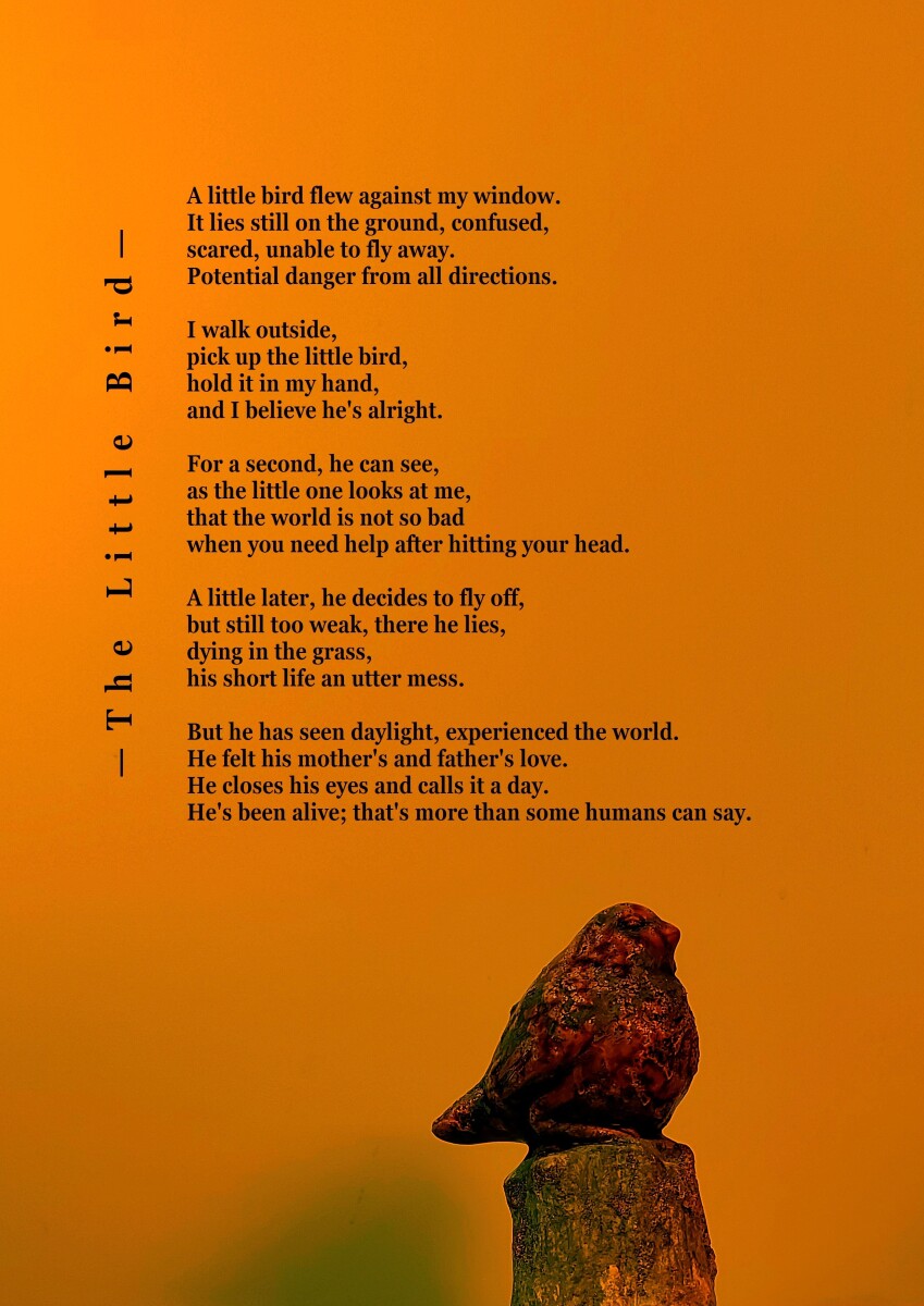 The Little Bird