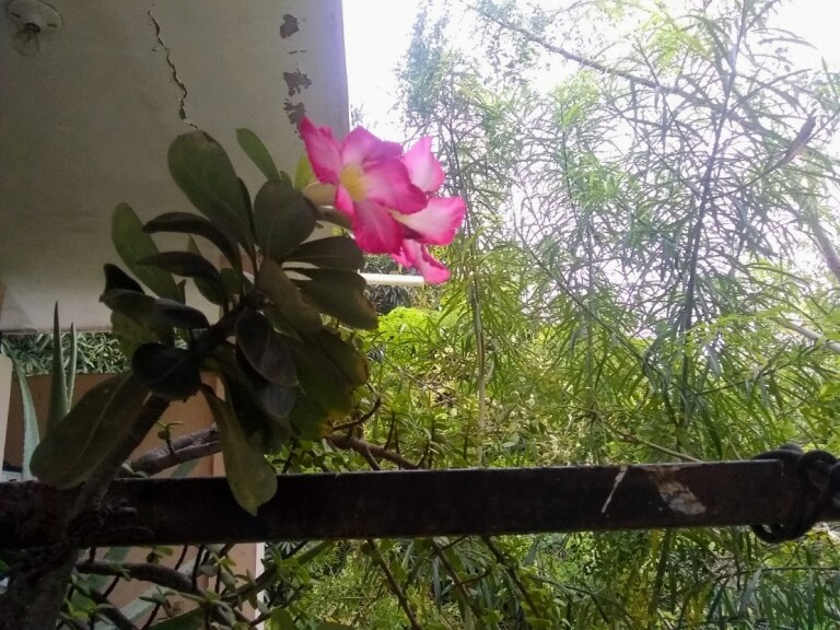 Flores