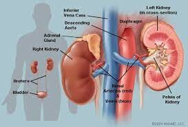 The Kidneys