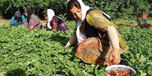 Oh, my heart! |Lareh Folk Song of Mazandaran Province!