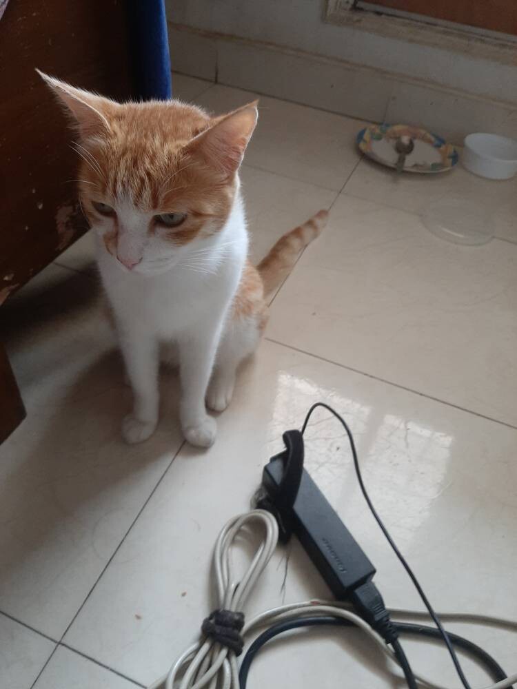 cat life pet writing photo