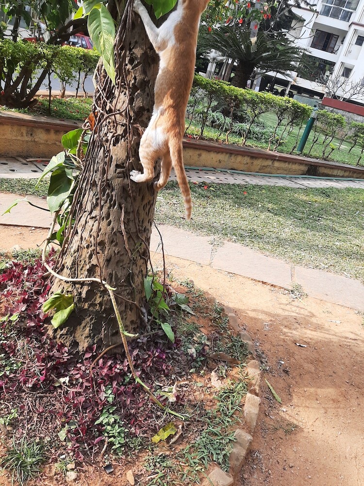 photography, nature, pet, cat, life