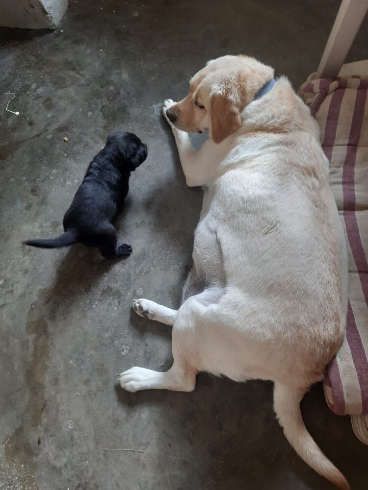 dogs pup pet foster