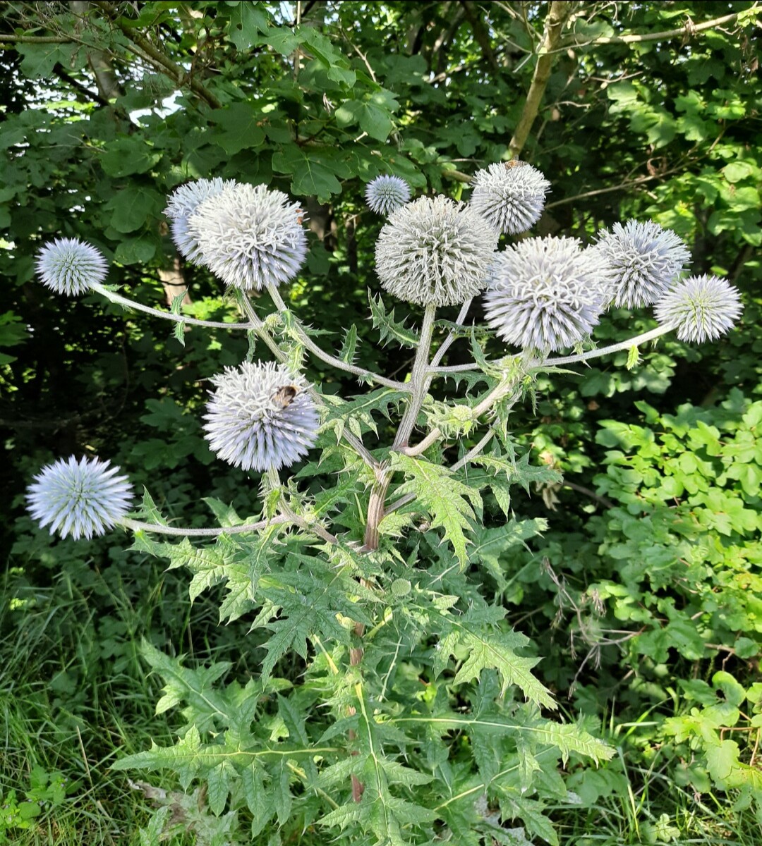 A thistle, not sure which one. The species name of thistles is Echinops which translates into hedgehod-like 😁
