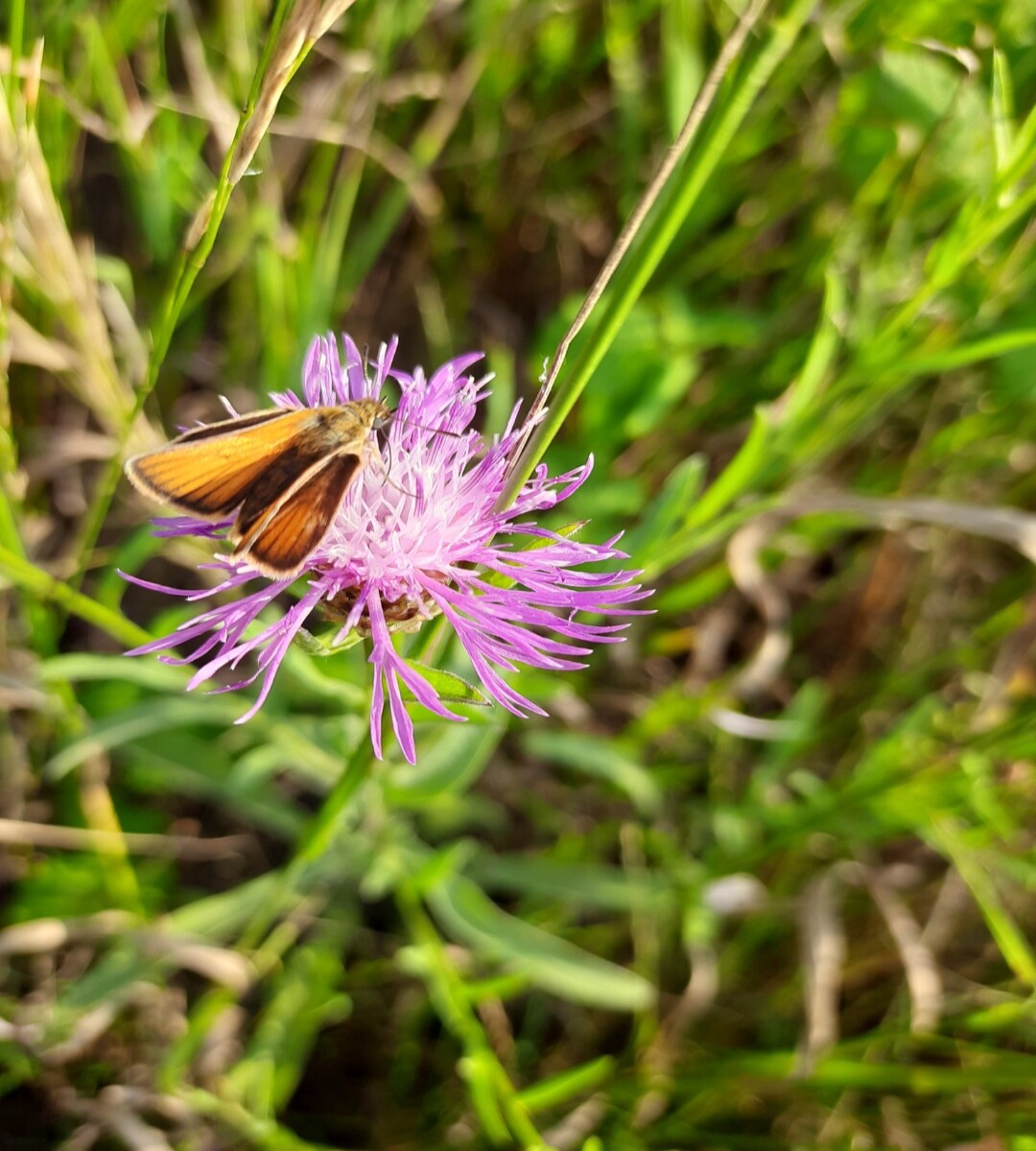 This little butterfly getting some nectar or just resting.