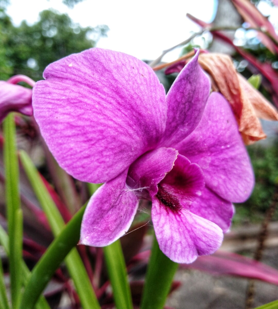 A closer look of a lavender orchids.