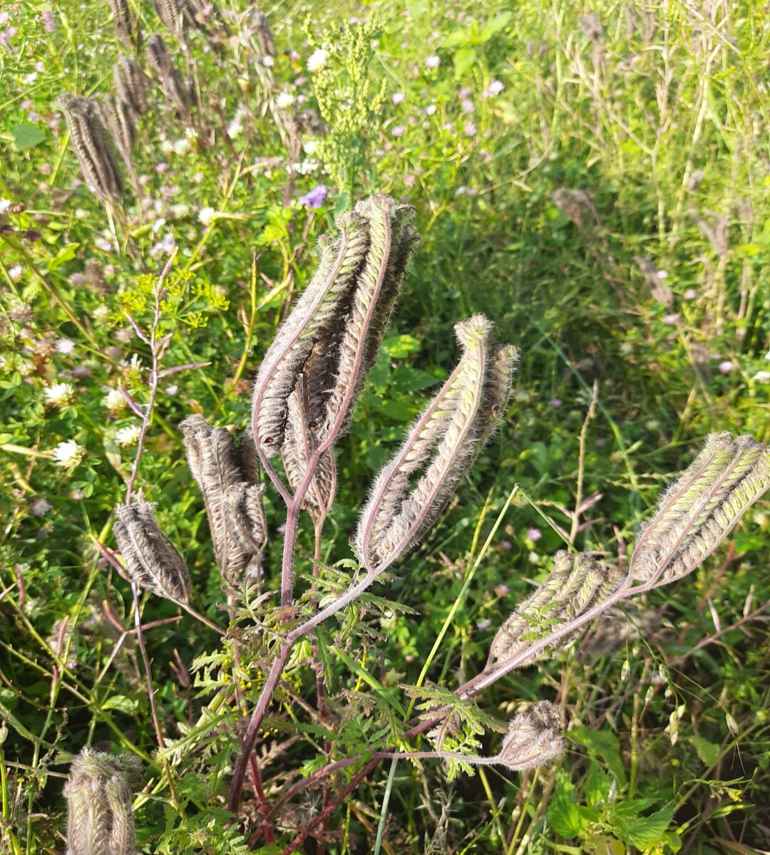I don't know what plant this is, but i think the leaves rolled in like this look pretty amazing.