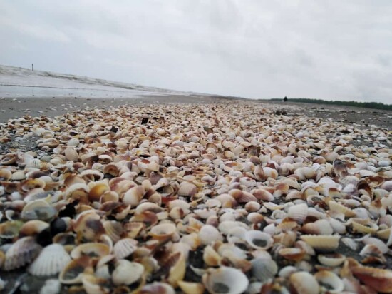 The Most Divine Seashell Beach I Could Find | North of Iran Nature