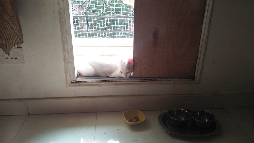 cat, mochu