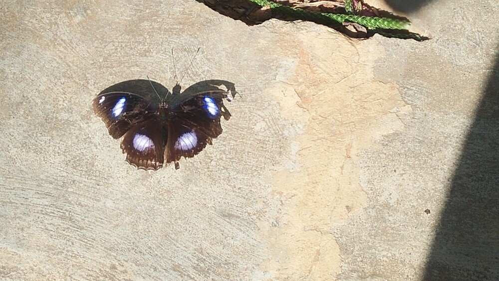 photography, nature, butterfly, life