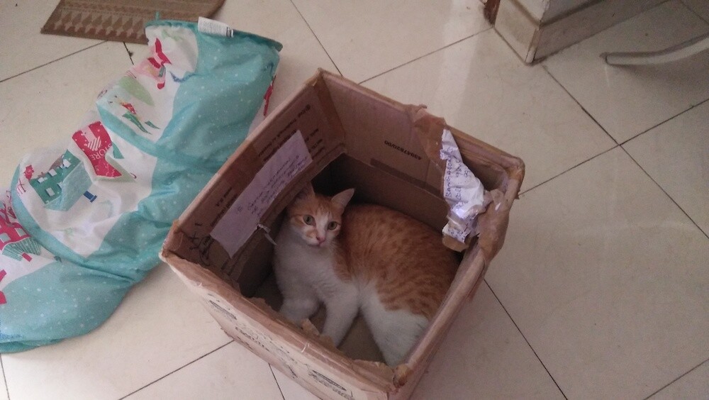 cat, pets, animal