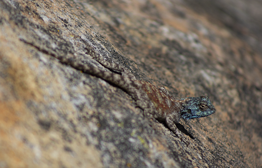 Male Agama camouflaged on rock