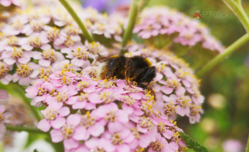 Yellow bumblebee from below