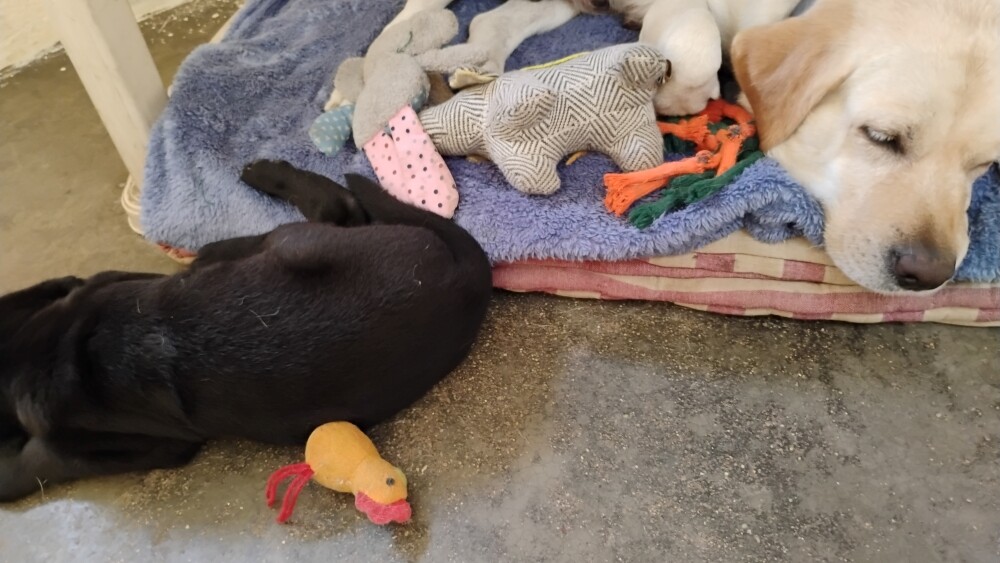 dogs puppy pet story foster labrodor