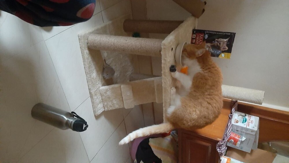 cat cattree pets photo toys