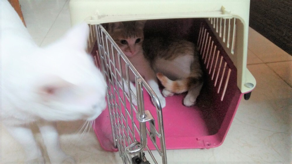 cat Garu, bitcoin cat, pet cat