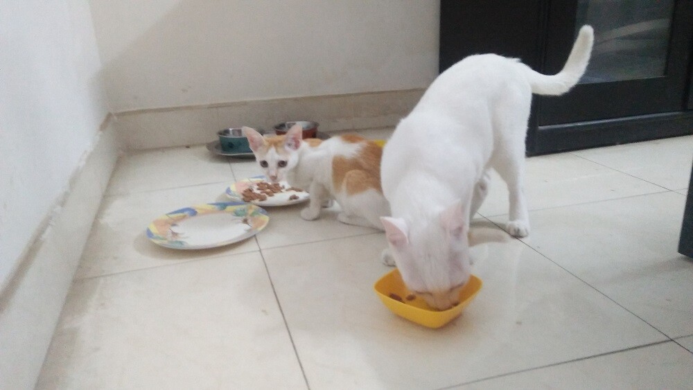 kitten crypta and cat Mochu