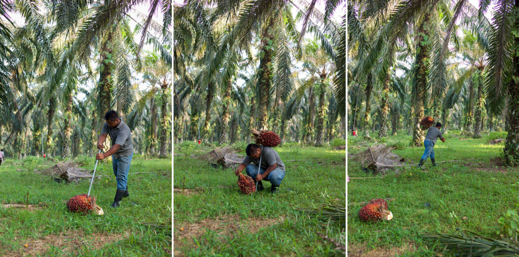 Collecting Palm Oil Fruits