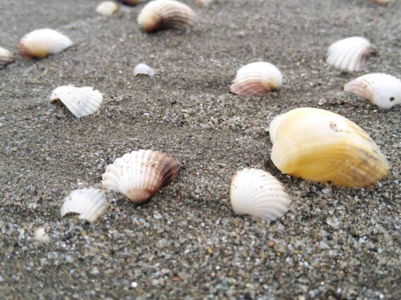 The Most Divine Seashell Beach I Could Find | North of Iran Nature