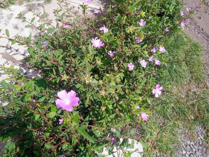Violet flower