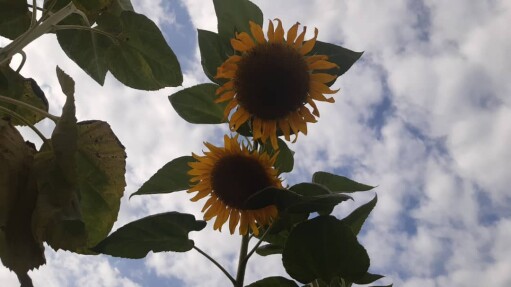 After All These Years, I Just Realized What My Favorite Flower Is!!!
