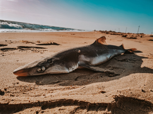 The Katran shark