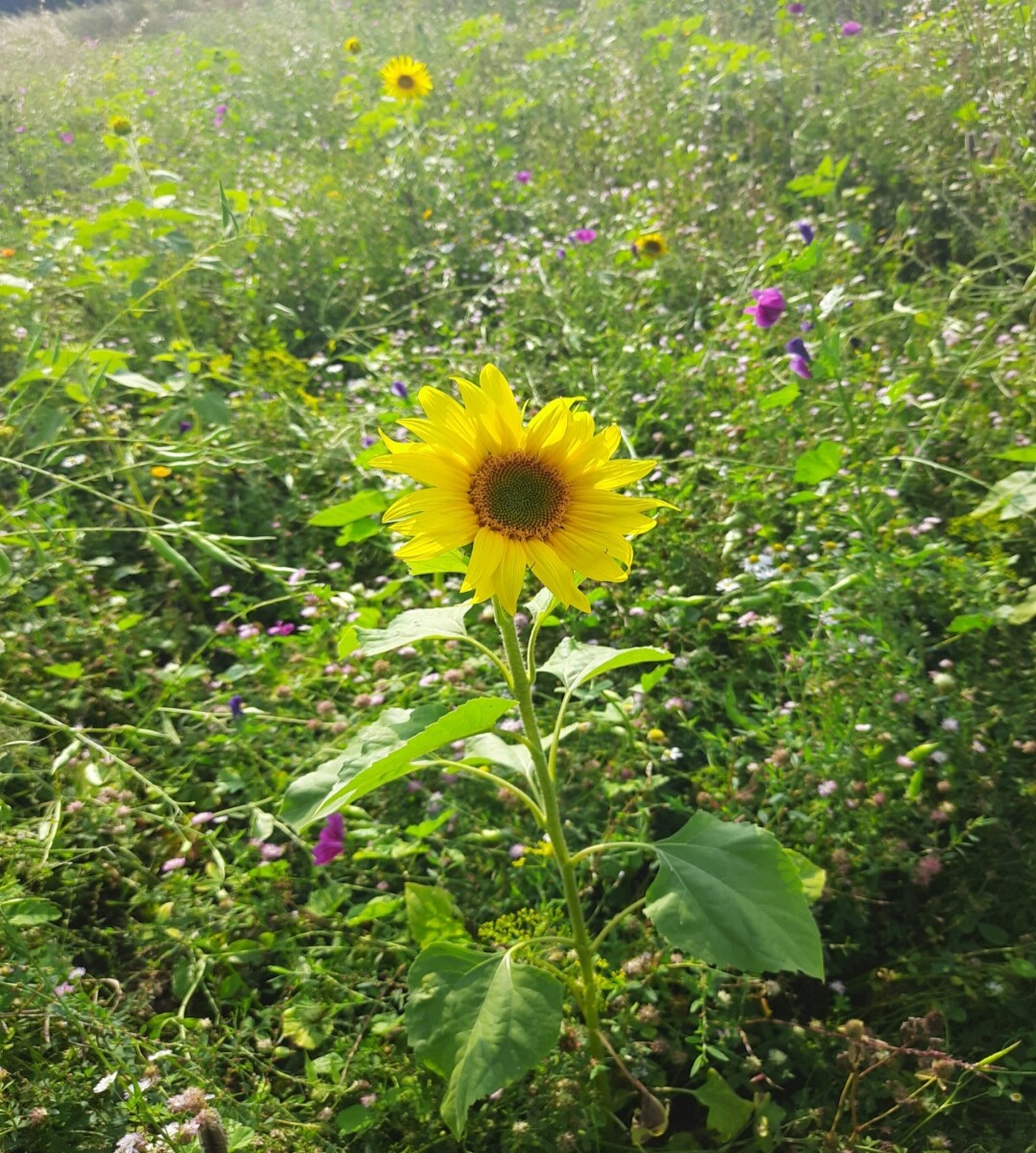 I start easy with a sunflower, so I don't embarass myself completely^^