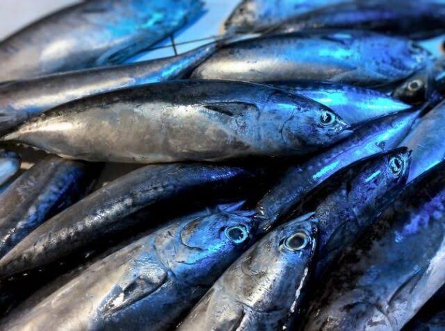 Tulingan(bullet tuna)
