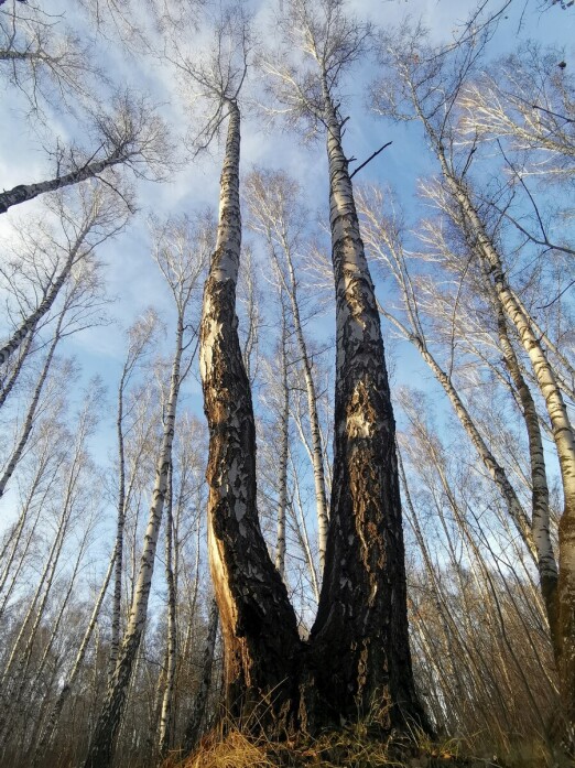 Birches