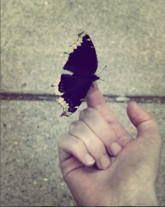butterfly on my finger