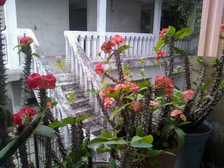 Flores