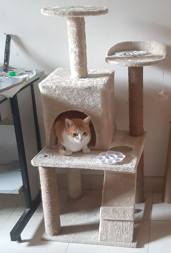cat pets life photo