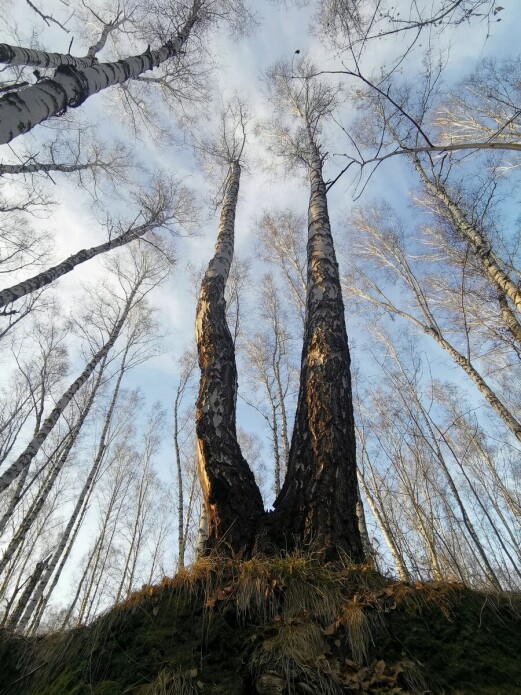 Birches