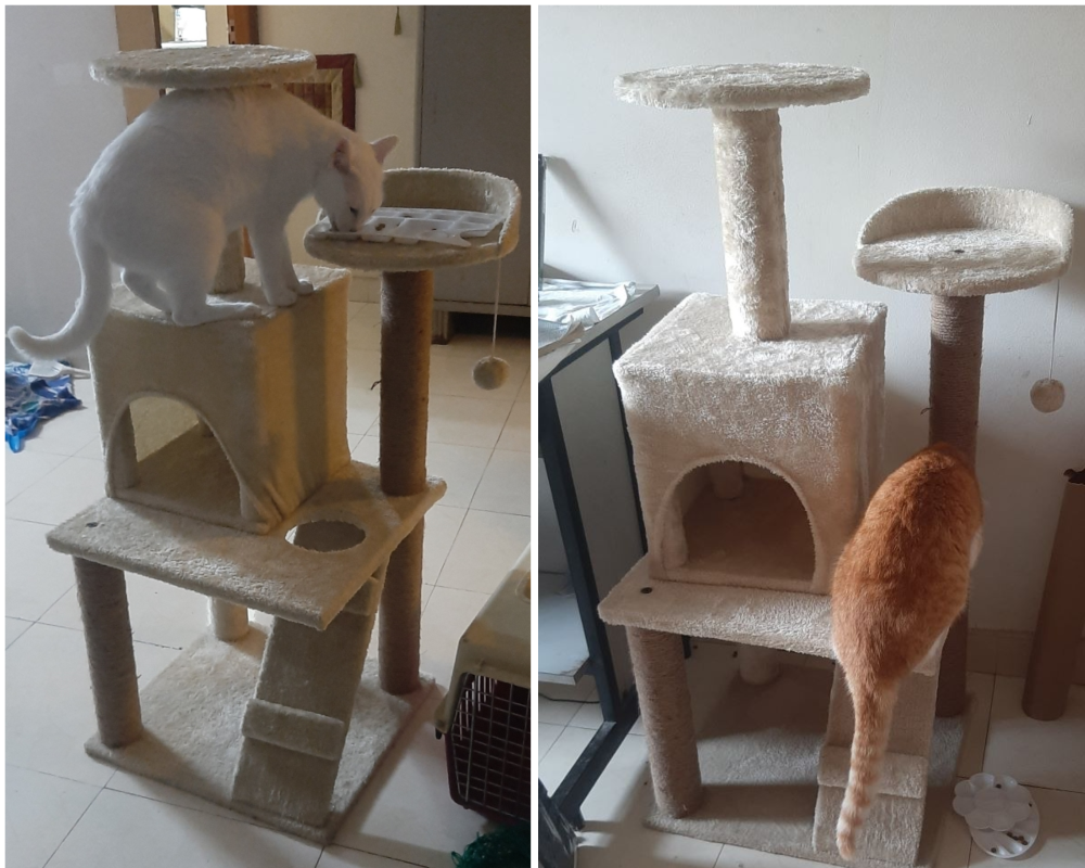 pets cats photo lifestyle
