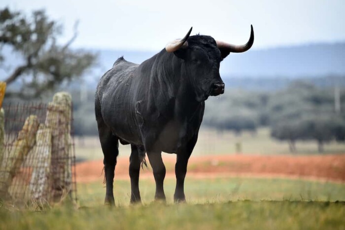 Bull Image