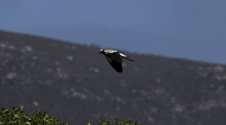 Blacksmith Plover