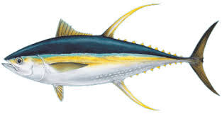 Ahi (yellowfin tuna)