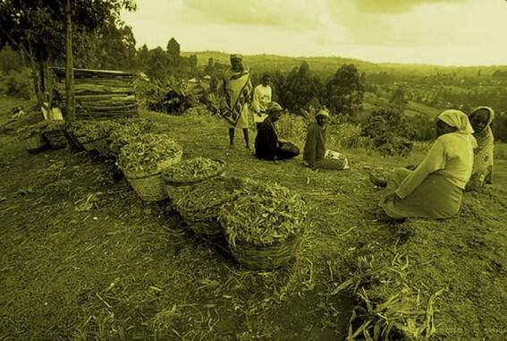 farming community in africa