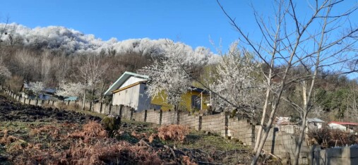 Blossoms! | Another Passionate Morning Bike Ride in The Mountains 