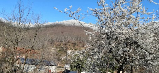 Blossoms! | Another Passionate Morning Bike Ride in The Mountains 
