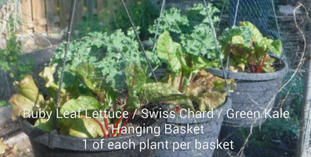 Lettuce Swiss Chard Green Kale