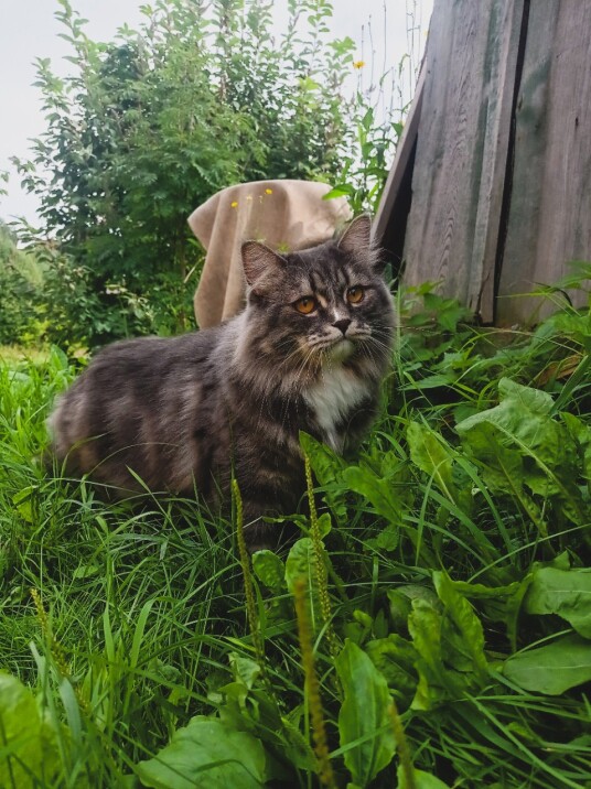 Cats on a walk