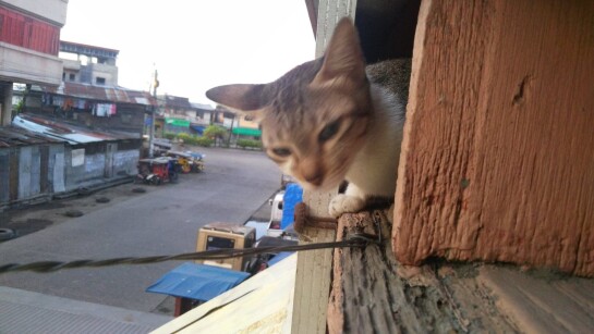 cat peeping 2